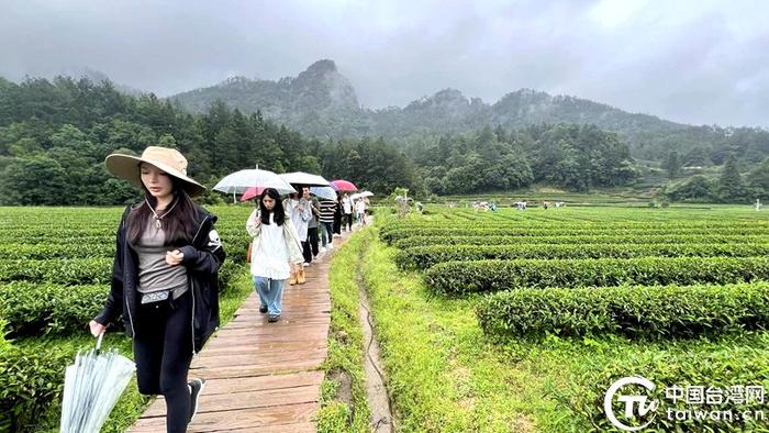两岸青年来到燕子窠绿色生态茶园，感受雨后清新茶香。（中国台湾网记者 孙路路 摄）