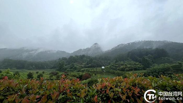 燕子窠绿色生态茶园拥有得天独厚的自然环境，四面环山。（中国台湾网记者 孙路路 摄）