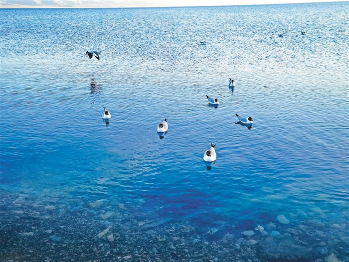 图为纳木措湖面上的棕头鸥。