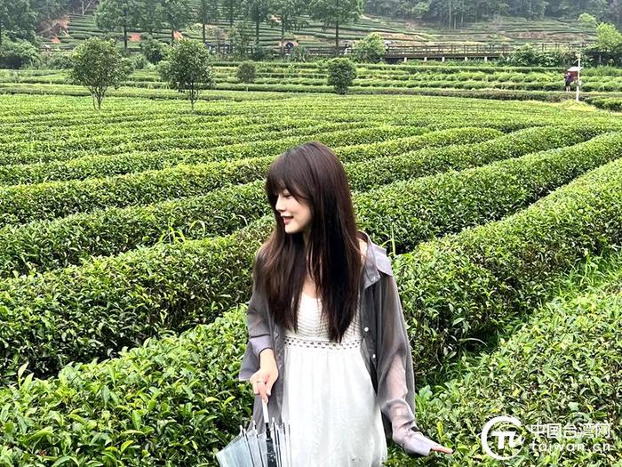 台湾青年王小凡走进茶园感受满山绿意与茶香。（中国台湾网记者 孙路路 摄）