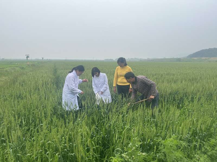 图为安庆职业技术学院的专家团队在指导农业生产。  姚咏/摄