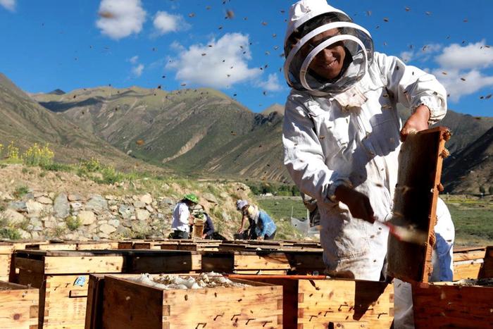 高原特色蜜蜂养殖产业助力乡村振兴。张慧龙摄