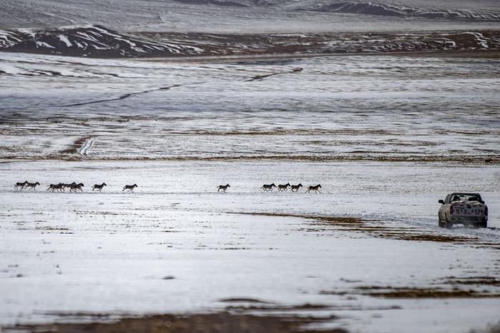   成群的藏野驴从野生动物专业管护队员们的车前跑过（5月9日摄）。新华社记者 姜帆 摄