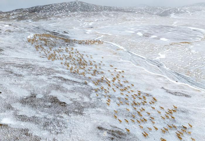   大群藏羚羊正在向产羔地迁徙（无人机照片，5月10日摄）。新华社记者 姜帆 摄