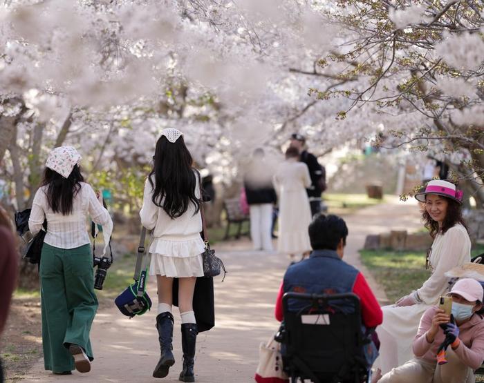 2024年4月17日，游客在辽宁省大连市龙王塘樱花园内赏花、游览。新华社记者 李钢 摄