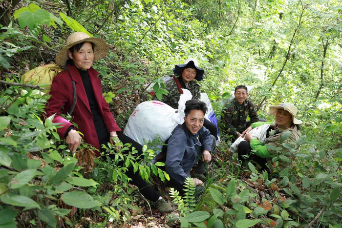 巴东县沿渡河镇小神农架村村民采茶归来。资料照片