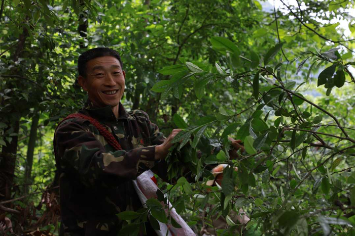巴东县沿渡河镇小神农架村村民在采茶。资料照片