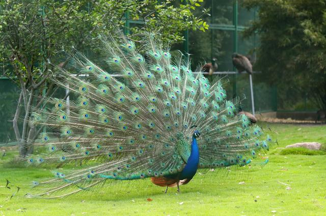 5月22日，在宝钢股份宝山基地的哨兵动物园拍摄的蓝孔雀。（新华社记者 龚兵摄）　　