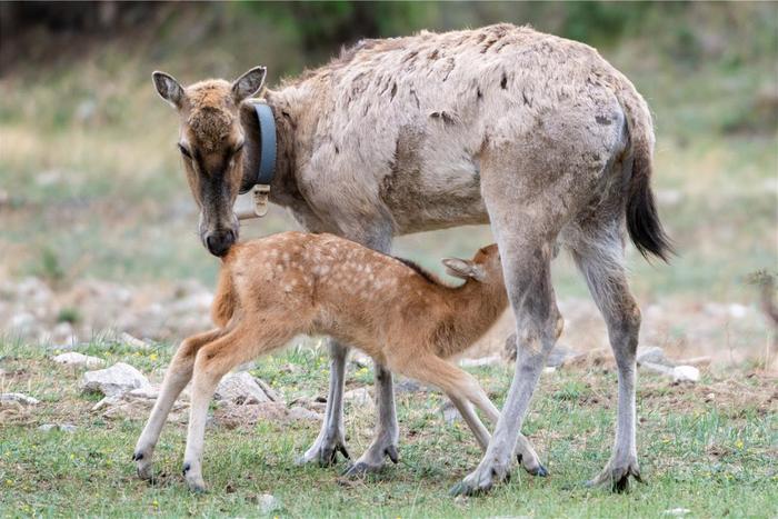 　麋鹿妈妈为小麋鹿哺乳。