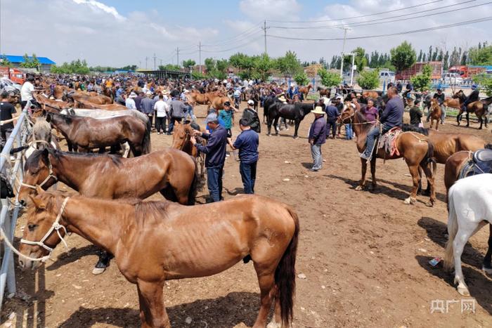 黄公巴扎的活畜交易区，等待出售的马匹 （央广网记者丁安 摄）