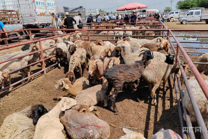 黄公巴扎的活畜交易区，等待出售的绵羊 （央广网记者丁安 摄）
