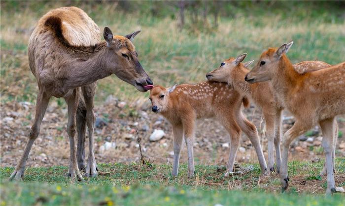 麋鹿妈妈温柔地舔舐小鹿。