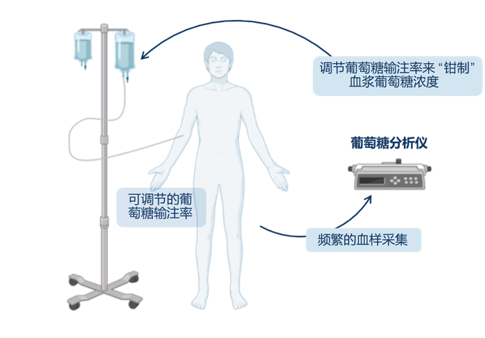 图2 高胰岛素-正葡萄糖钳夹试验的临床应用示意图