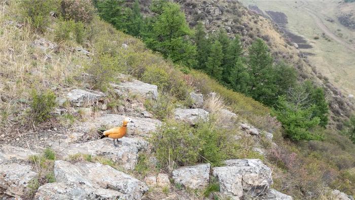 　　山中的赤麻鸭。
