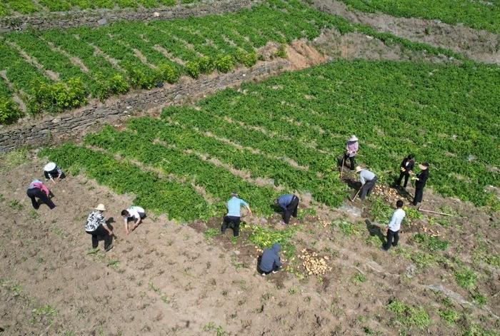 村民正忙着采收土豆