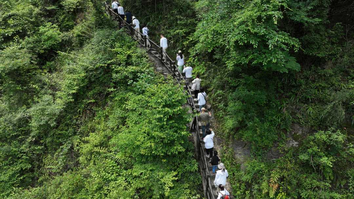 茶商们沿着山路拾级而上。黄华摄
