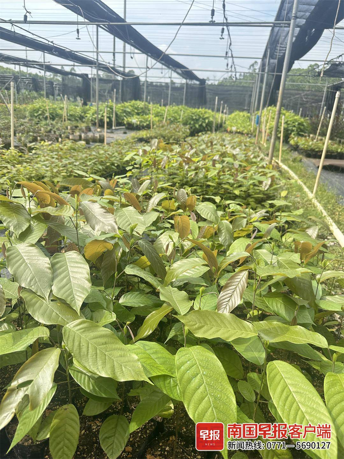 ▲南宁市树木园里的望天树幼苗。记者 张文卉 摄