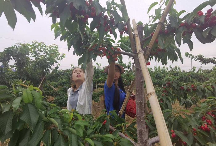 樱桃采摘，其乐无穷。刘柯旋摄