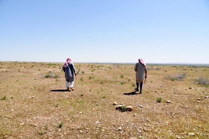 4月17日，在叙利亚哈马省，“松露猎人”采挖松露。新华社发（蒙塞夫·梅马里摄）