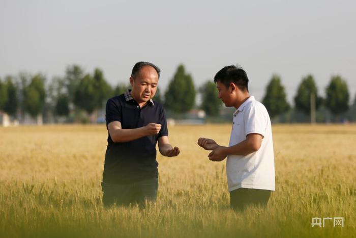 睢县农业农村局组织技术人员深入田间地头，查看小麦长势（央广网记者 夏莎 摄）