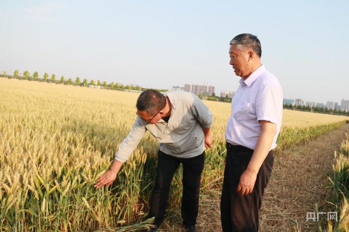 获嘉县农业农村局技术人员正在查看小麦长势情况（央广网见习记者 郝振青 摄）