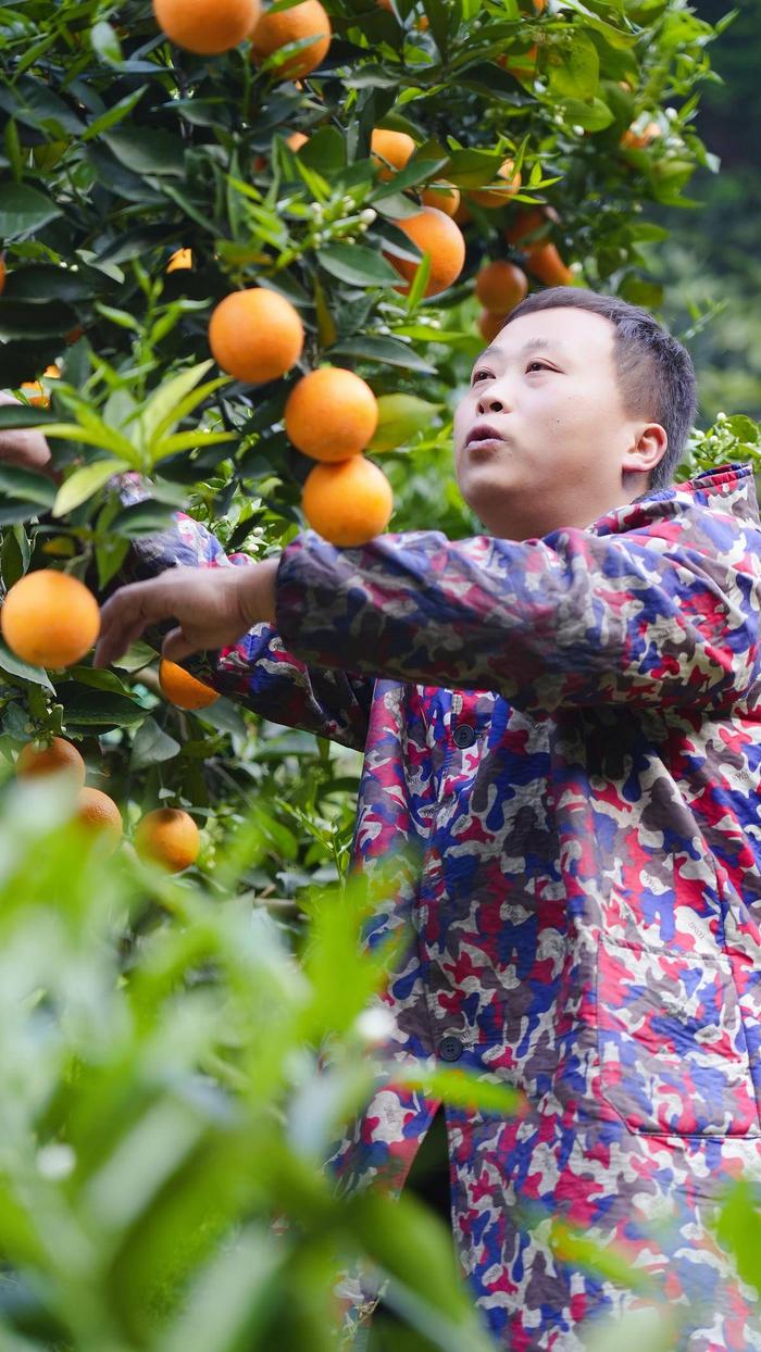 梅坪村果农在打理柑橘园。（湖北日报全媒记者 周泉 摄）