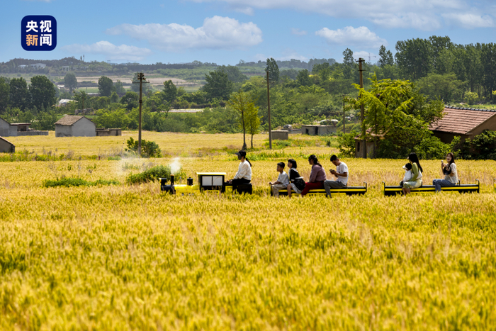 　　△麦田丰收在望