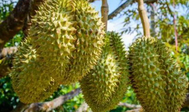 连吃一周榴莲，孩子发烧、便秘