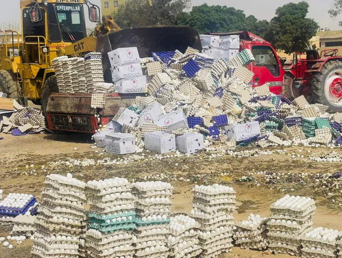 ▲发臭的鸡蛋被集中处理