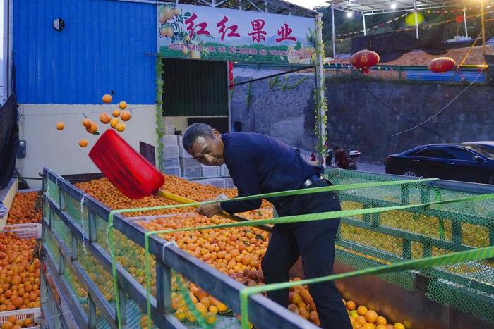 沙镇溪柑橘销售企业在收购柑橘 。（湖北日报全媒记者 周泉 摄）