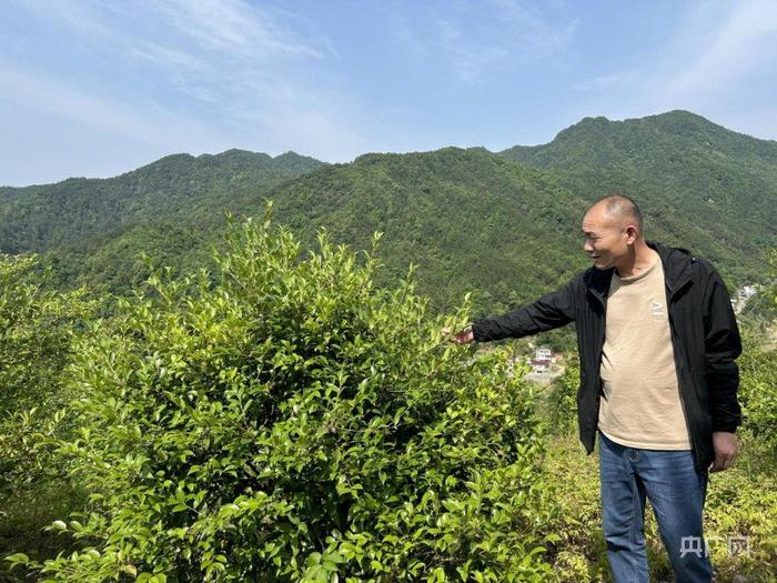 冯文彦在九登山村油茶产业示范基地（央广网记者 徐秋韵摄）