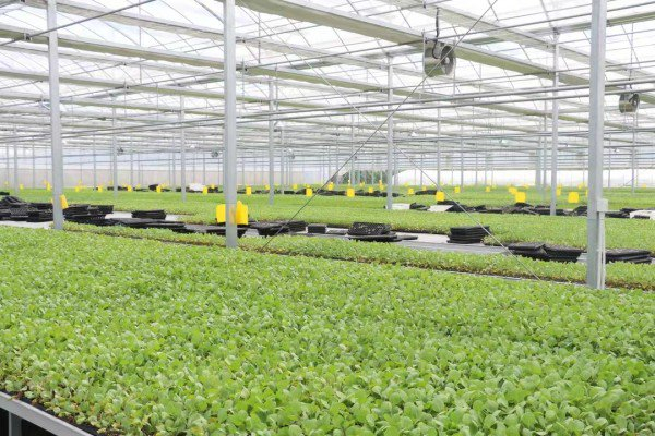 图说：金山最大育苗基地智能化大棚