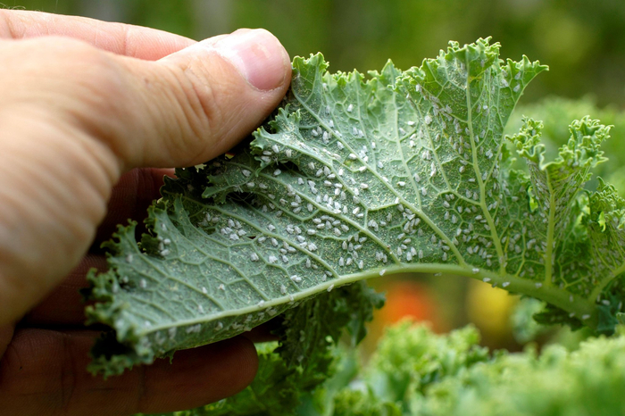 △爬满蚜虫的植物。