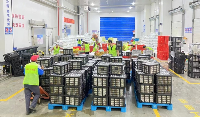 工人在打包荔枝准备发货。祝新智/摄