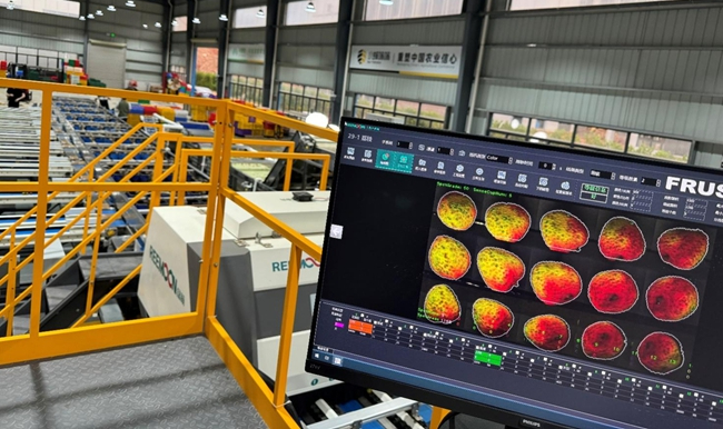 黄其超已实现运用AI视觉技术筛选荔枝。刘浩/摄