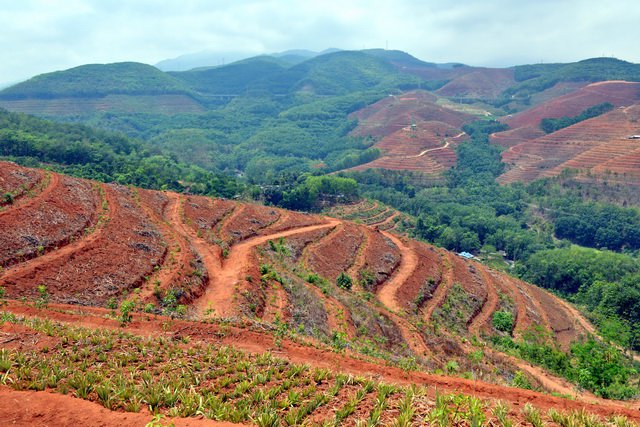 西双版纳州橡胶种植区景观。摄影/章轲