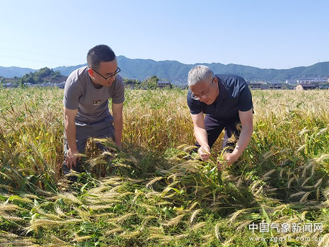5月14日，浙江省杭州市富阳区气象局工作人员与区农业农村局专家深入杨清庙村调查小麦生长情况。蒋立加 摄影