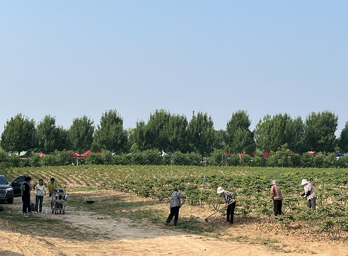 ▲ 郭有才舞台附近，就是一片牡丹园。图 / 每日人物摄