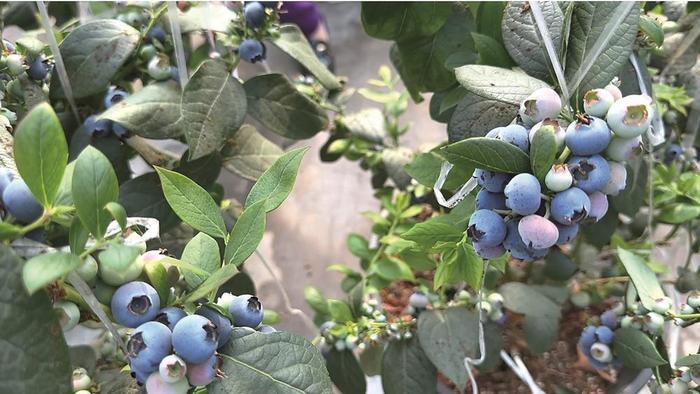 随着蓝莓产业发展逐渐壮大，麻线村的农民也尝到了甜头。蓝莓等特色种植业成为了麻线村农民增收致富的重要渠道。 本报记者 冯超 摄