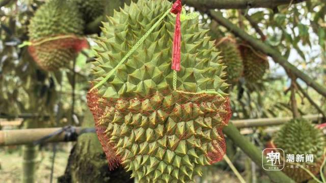 张明明果园里的榴莲。图片由受访者提供
