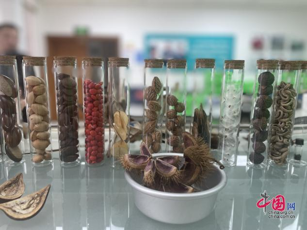 图为野生植物果实、种子展示。中国网 殷晓霞摄