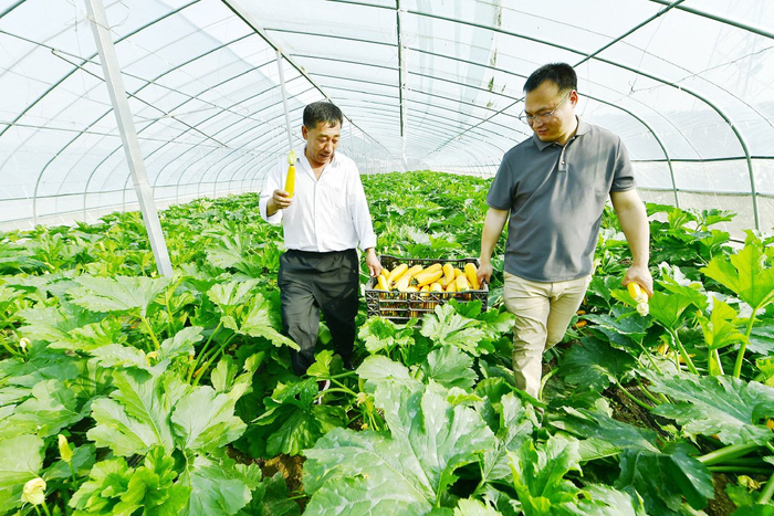　　香蕉西葫芦喜获丰收，菜农在大棚中穿梭采摘。记者 唐建/摄