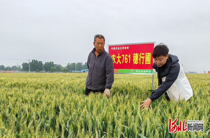 5月25日，祥麟博士农场负责人刘锐雪（右）正在穗行圃里查看“农大761”小麦的长势。 河北日报记者 李巍摄