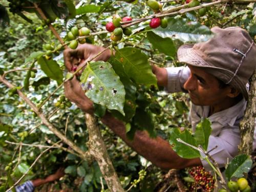 图2：古巴咖啡种植园正在采摘的农民