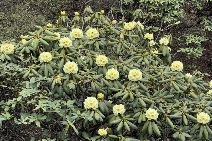 金镇雄 金杰 施隽伟 摄