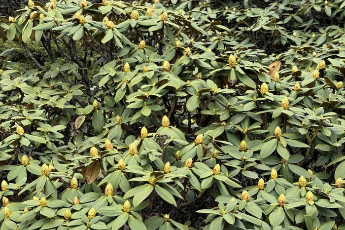 金镇雄 金杰 施隽伟 摄