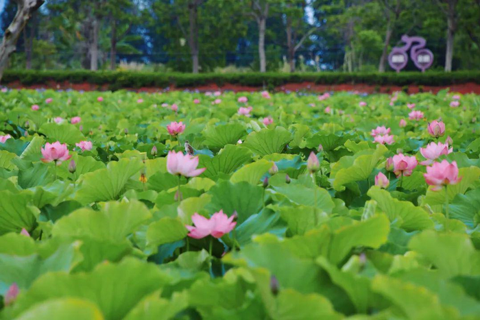 许玲静 白雁春 冯宇 摄