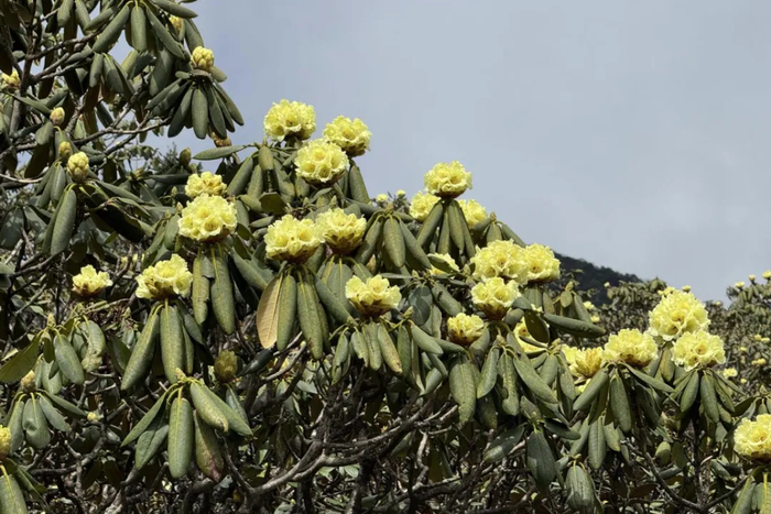 金镇雄 金杰 施隽伟 摄