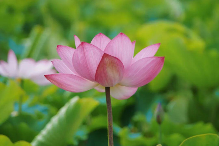 许玲静 白雁春 冯宇 摄