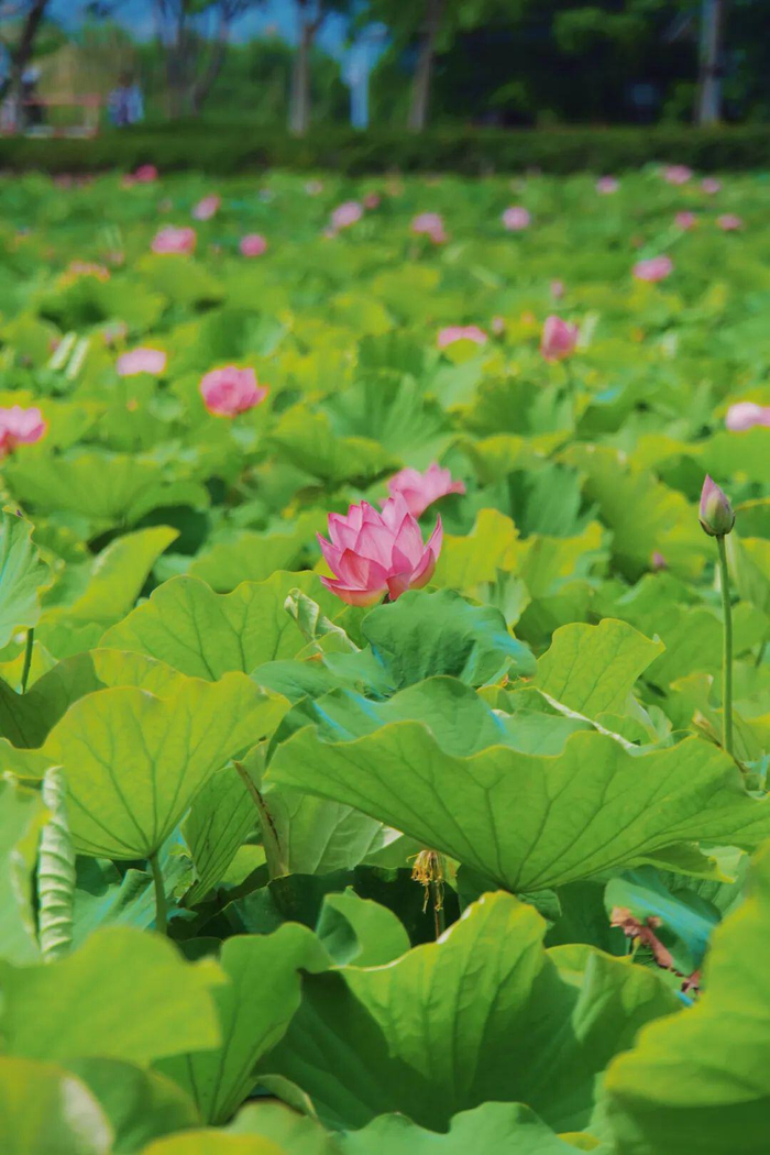 许玲静 白雁春 冯宇 摄